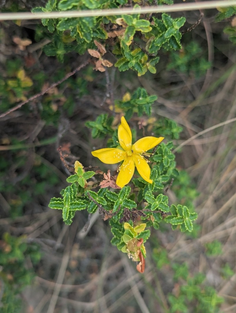 Hypericum balearicum photo 6