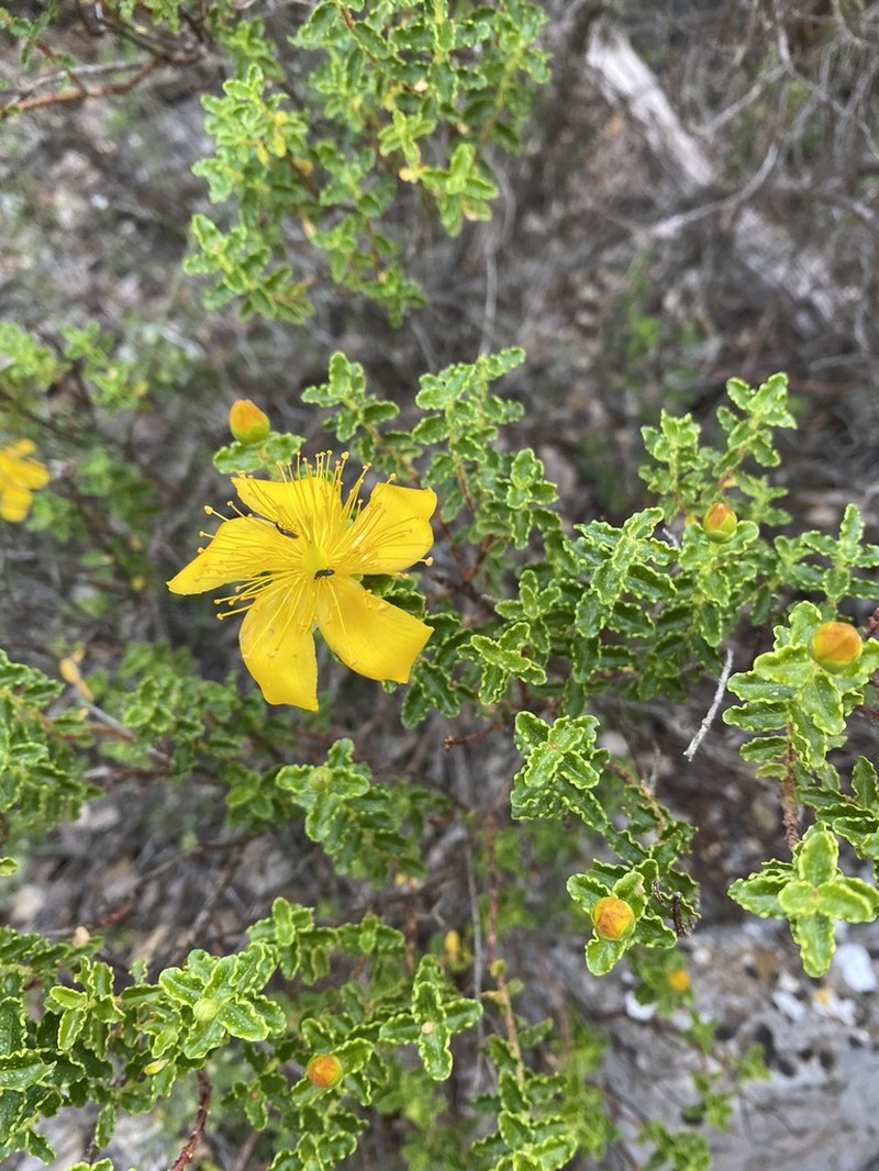 Hypericum balearicum photo 7
