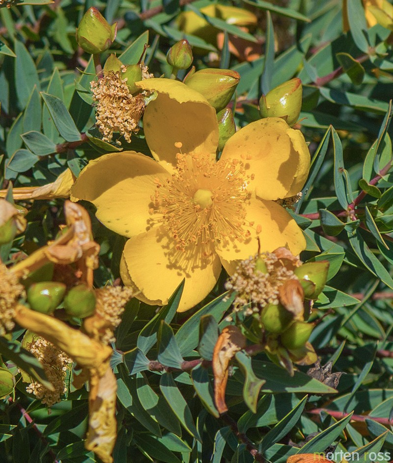 Hypericum balfourii