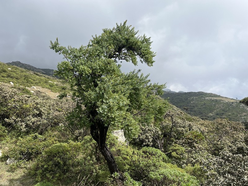 Hypericum balfourii photo 2