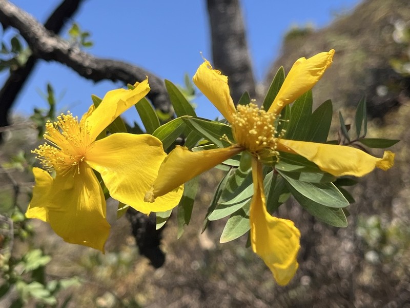 Hypericum balfourii photo 3