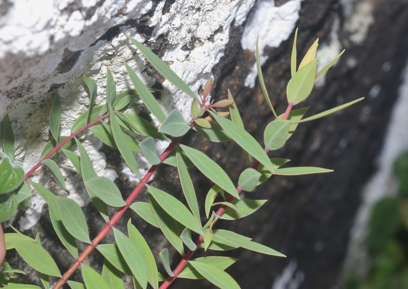 Hypericum balfourii photo 4