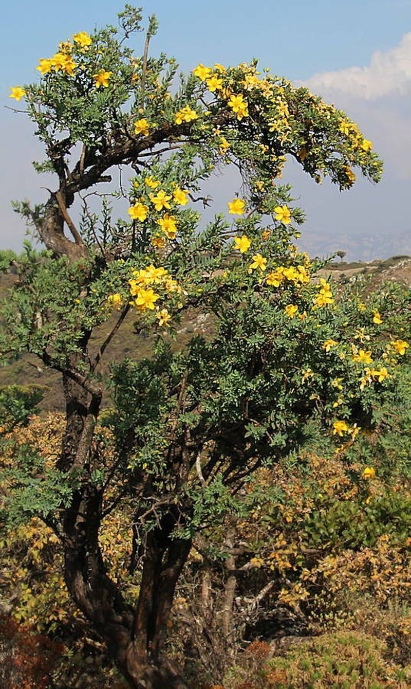 Hypericum balfourii photo 6