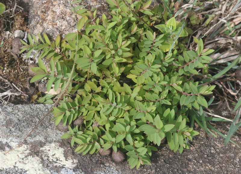 Hypericum balfourii photo 7