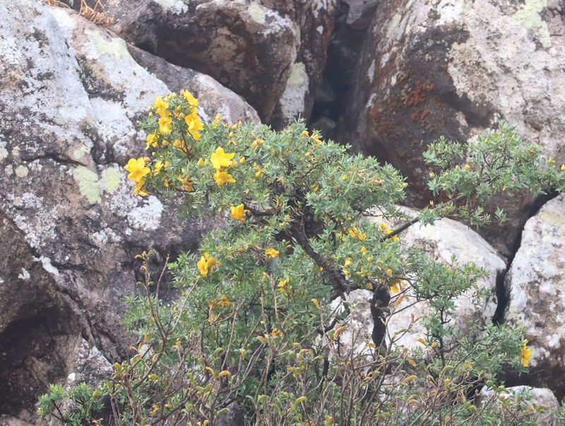 Hypericum balfourii photo 8