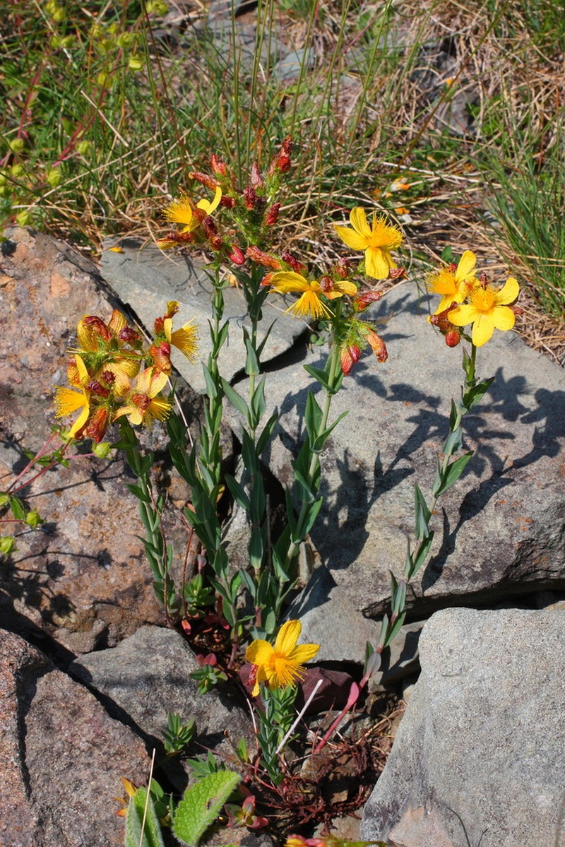 Hypericum barbatum