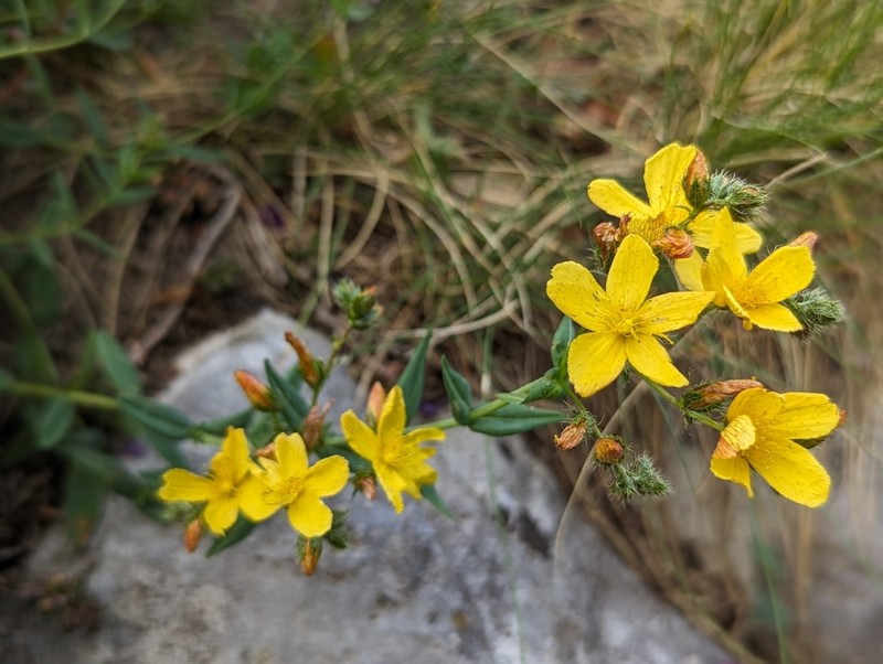 Hypericum barbatum photo 2
