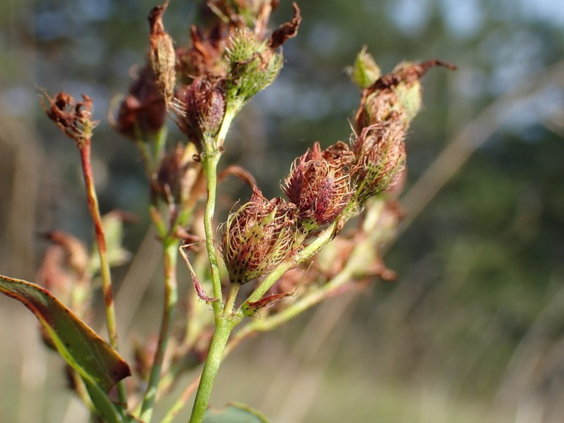 Hypericum barbatum photo 3