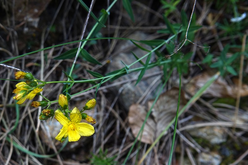 Hypericum barbatum photo 4