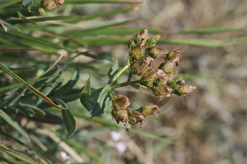 Hypericum barbatum photo 5