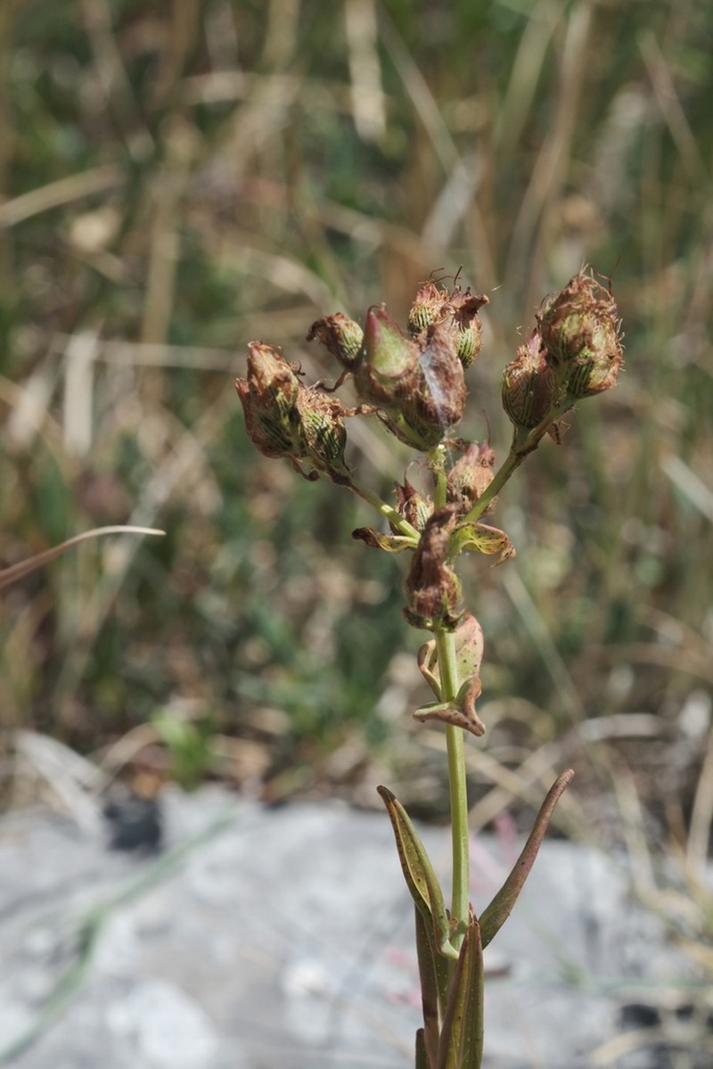 Hypericum barbatum photo 6