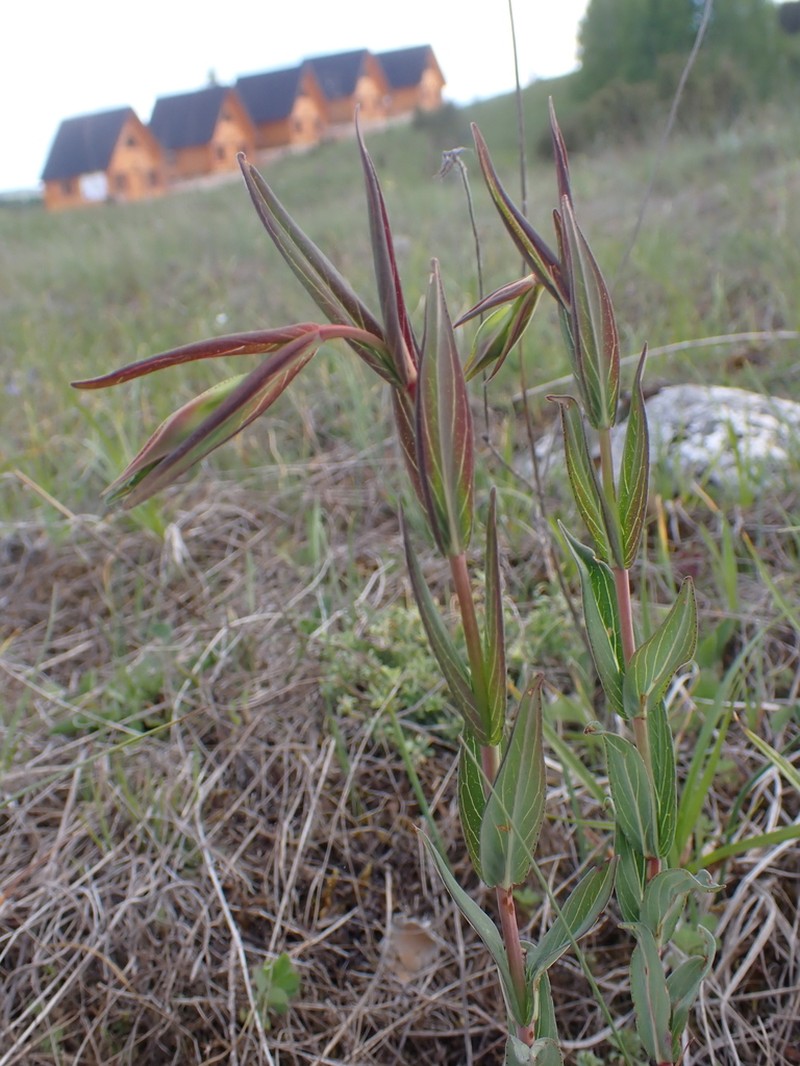 Hypericum barbatum photo 7