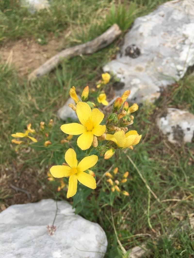 Hypericum barbatum photo 8