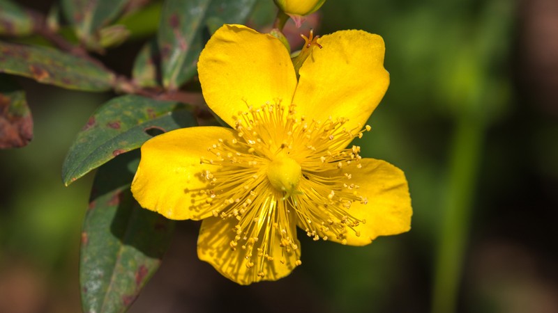 Hypericum beanii