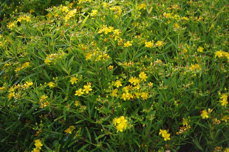 Hypericum beanii photo 2