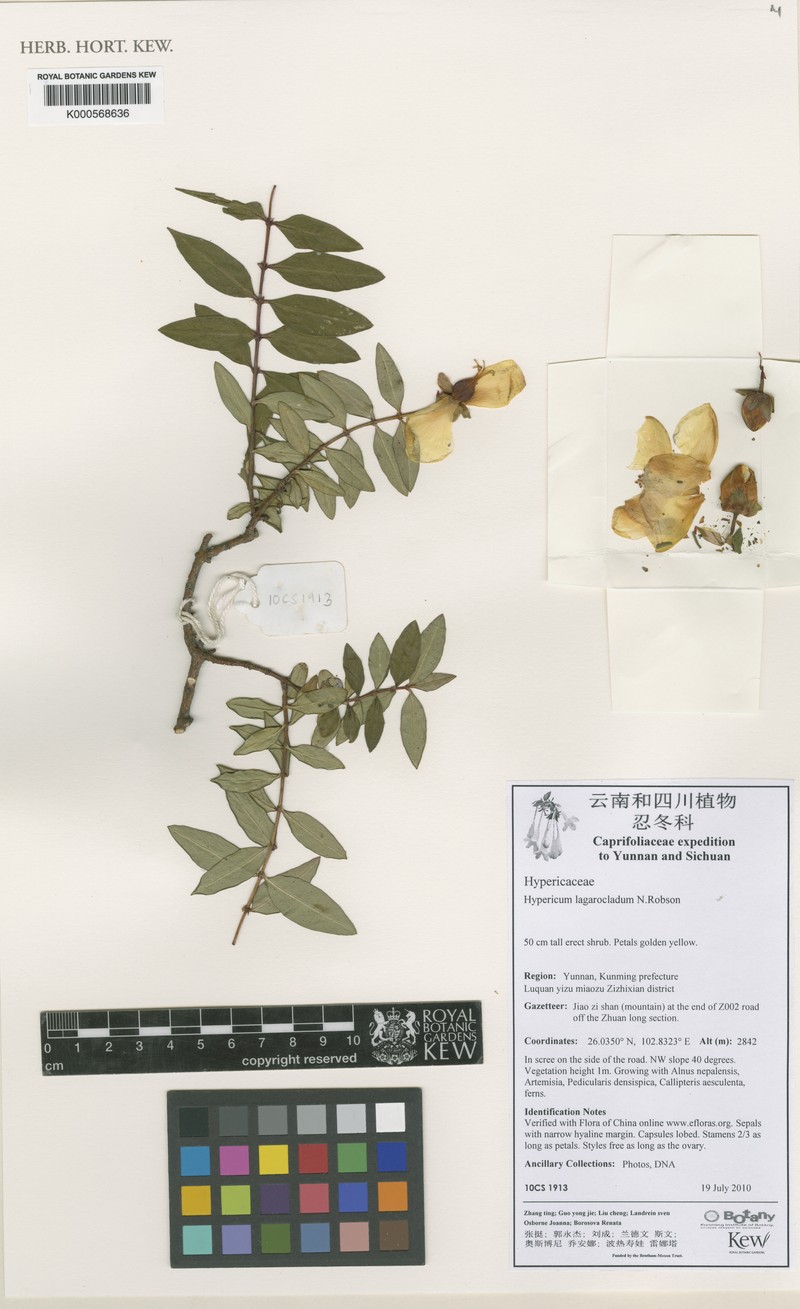 Hypericum beanii photo 3