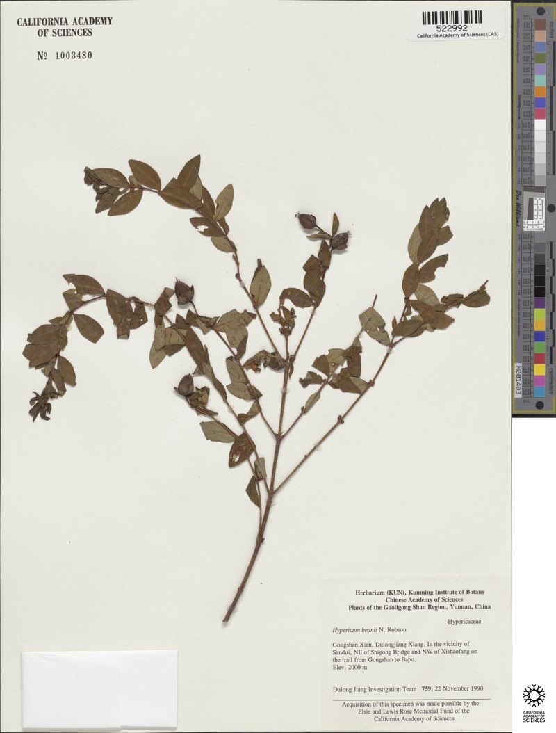 Hypericum beanii photo 4