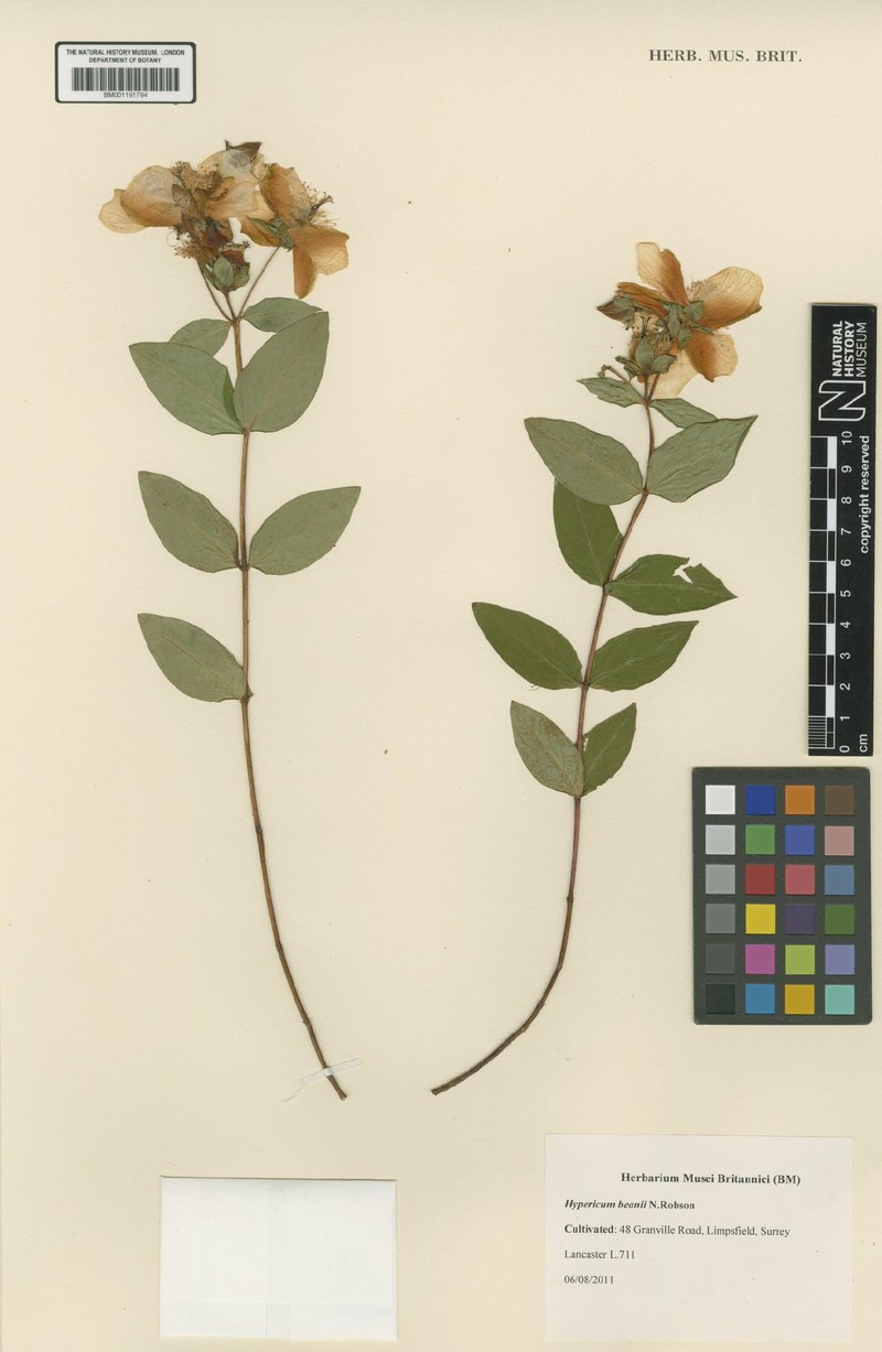 Hypericum beanii photo 5