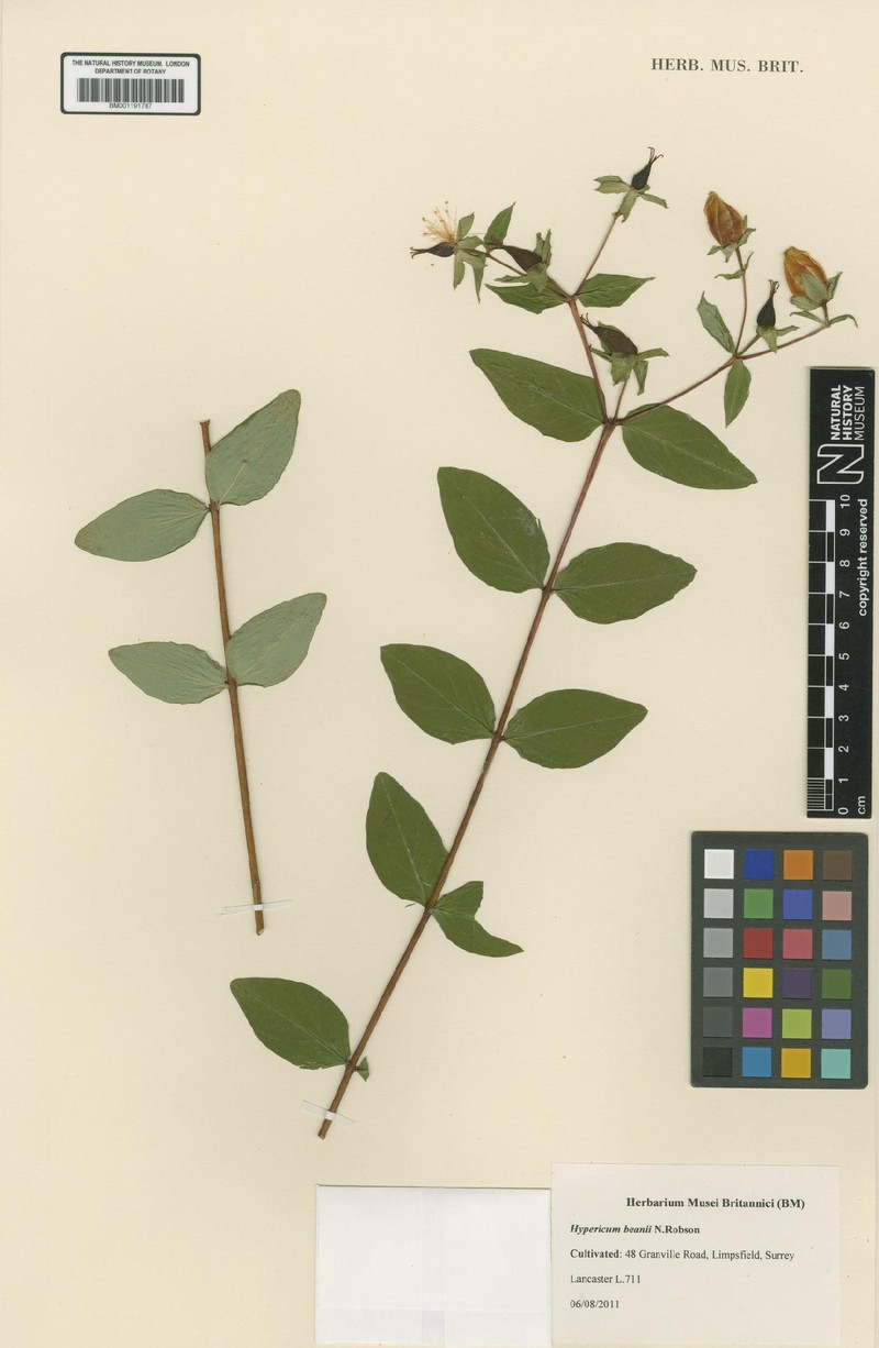 Hypericum beanii photo 6