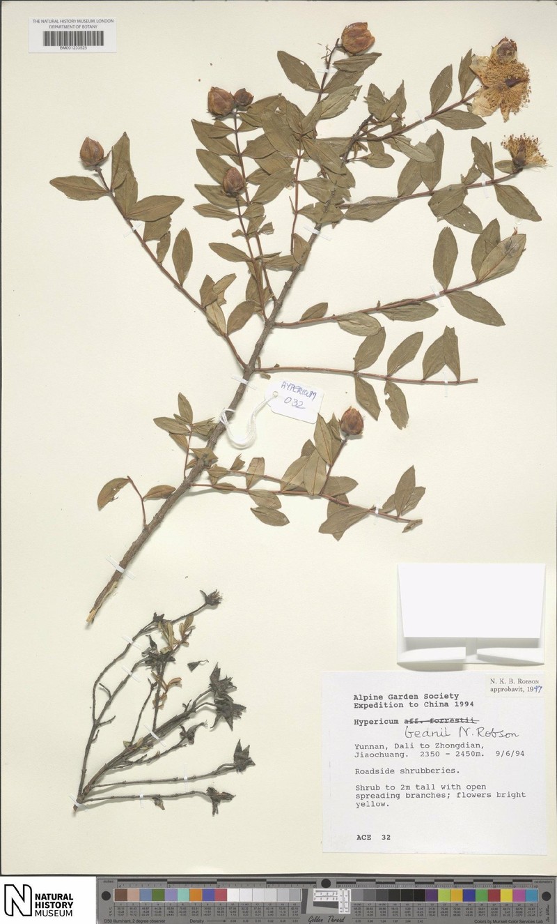 Hypericum beanii photo 7