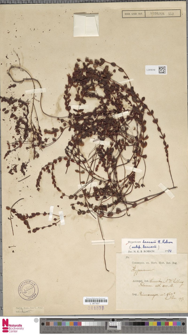Hypericum beccarii subsp. beccarii photo 2
