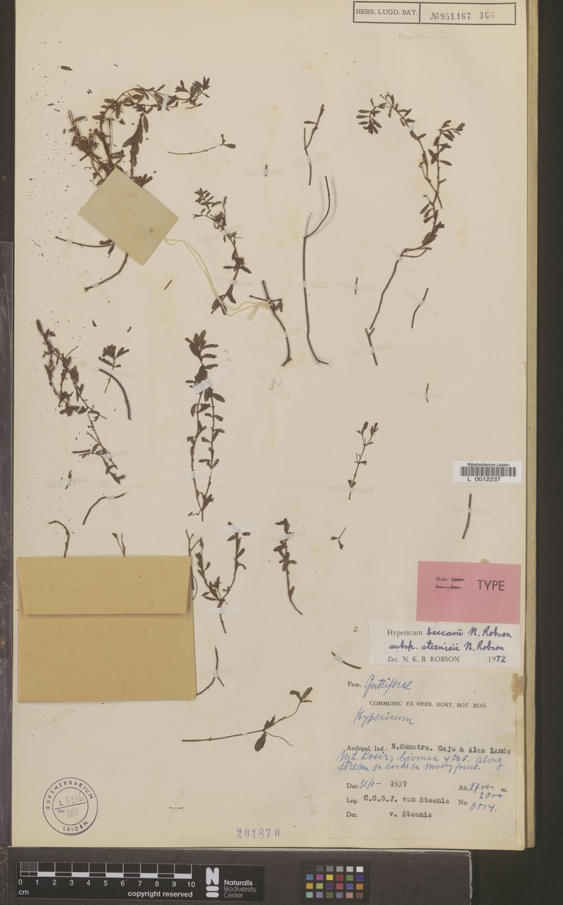 Hypericum beccarii subsp. steenisii photo 3
