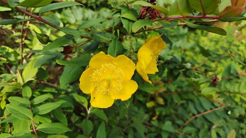 Hypericum bellum photo 2