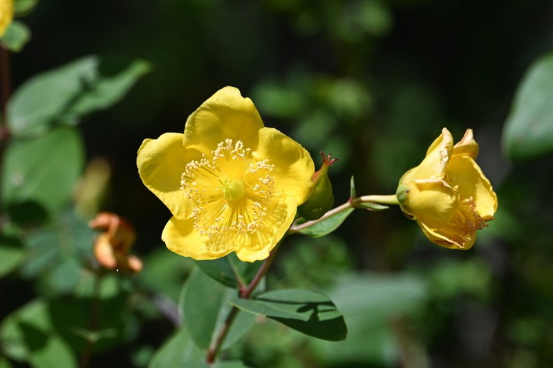 Hypericum bellum photo 3