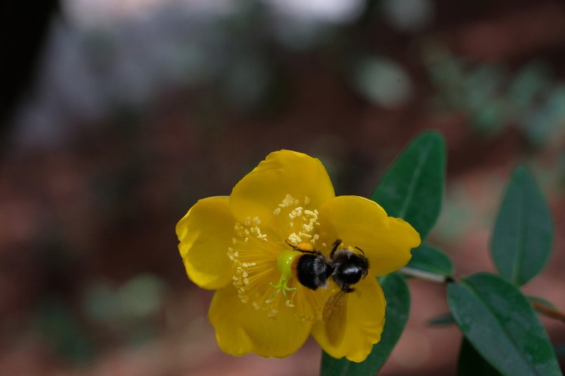 Hypericum bellum photo 4