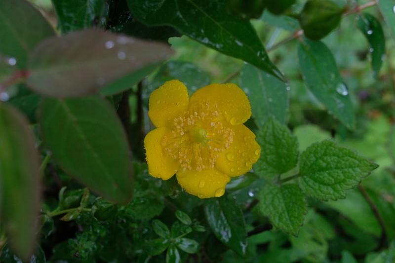 Hypericum bellum photo 5