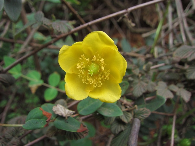 Hypericum bellum photo 6