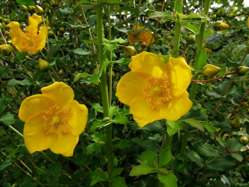 Hypericum bellum photo 7