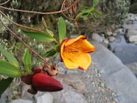 Hypericum bequaertii
