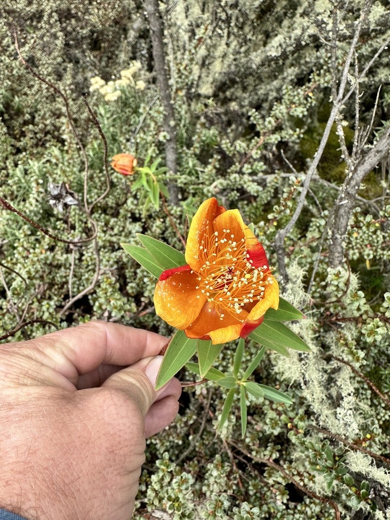 Hypericum bequaertii photo 2