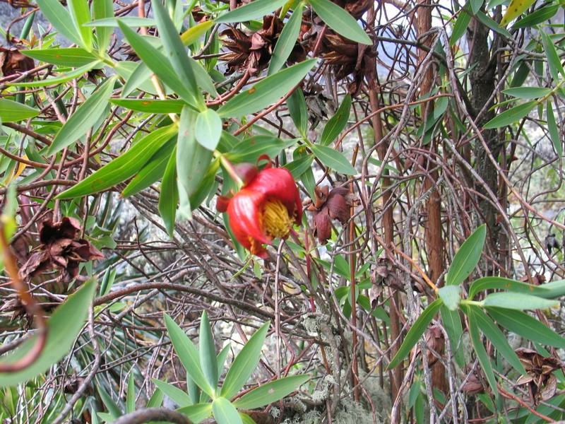 Hypericum bequaertii photo 3