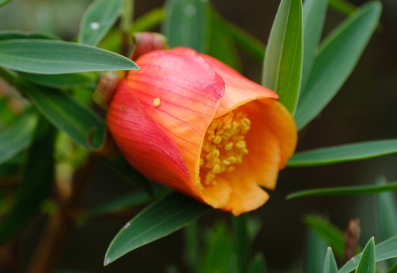 Hypericum bequaertii photo 4