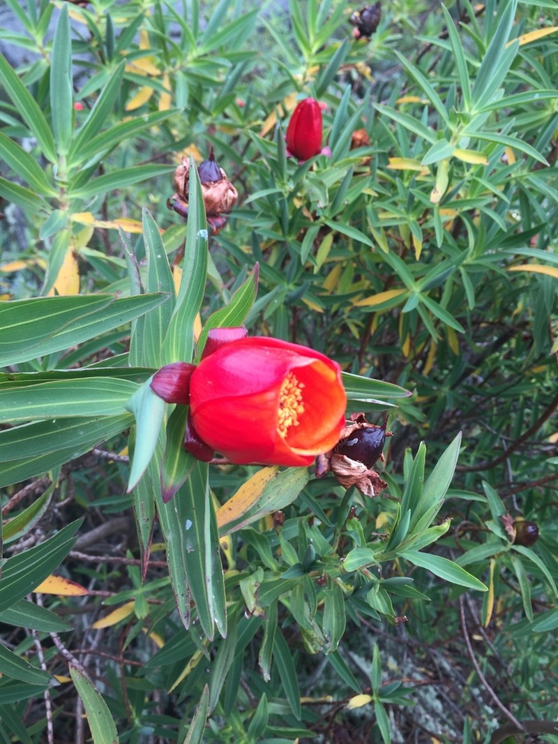Hypericum bequaertii photo 5