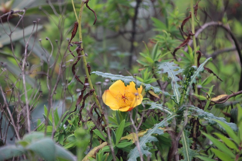 Hypericum bequaertii photo 6