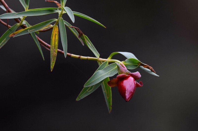 Hypericum bequaertii photo 7