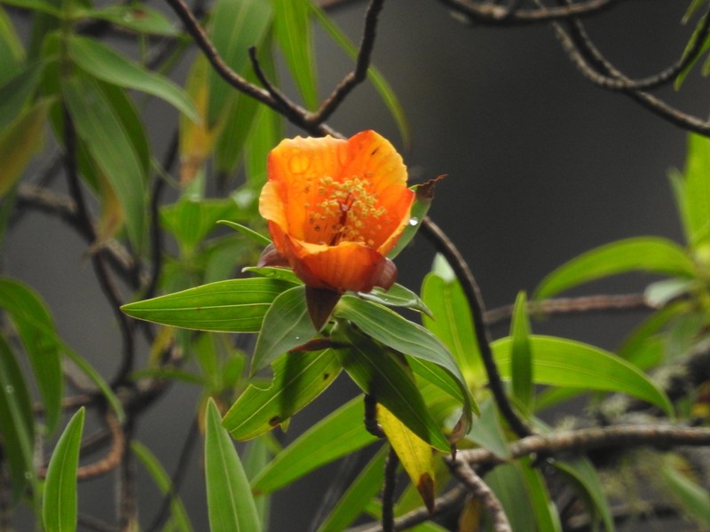 Hypericum bequaertii photo 8