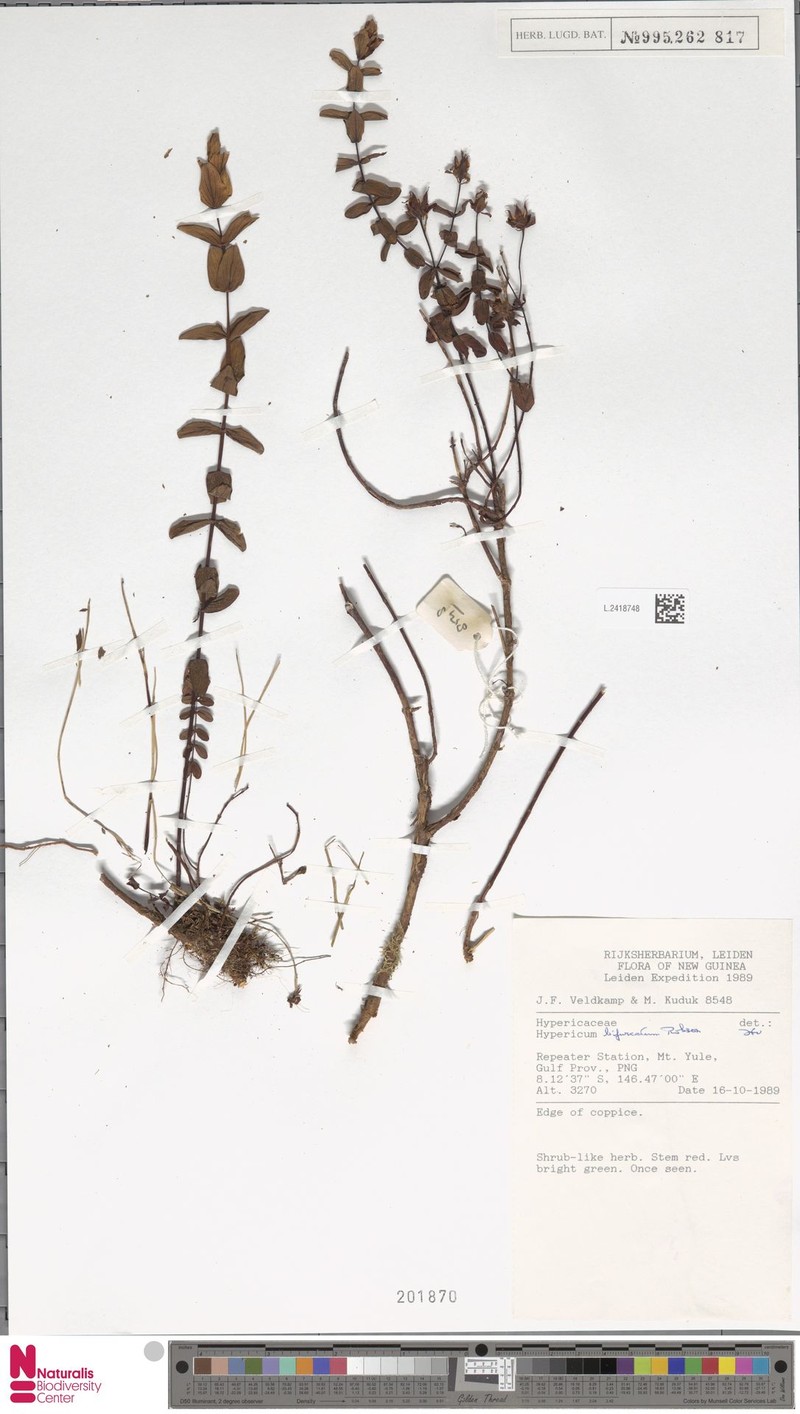 Hypericum bifurcatum