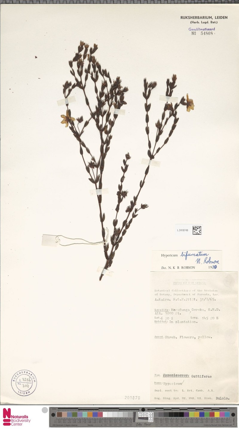 Hypericum bifurcatum photo 2