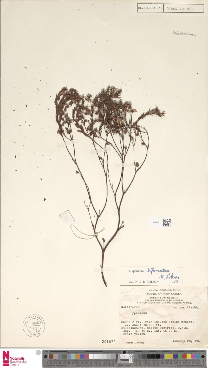 Hypericum bifurcatum photo 3