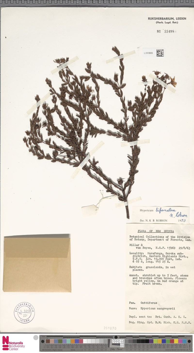Hypericum bifurcatum photo 4