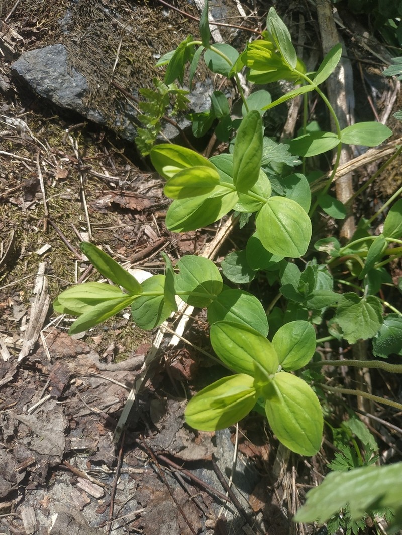Hypericum bithynicum