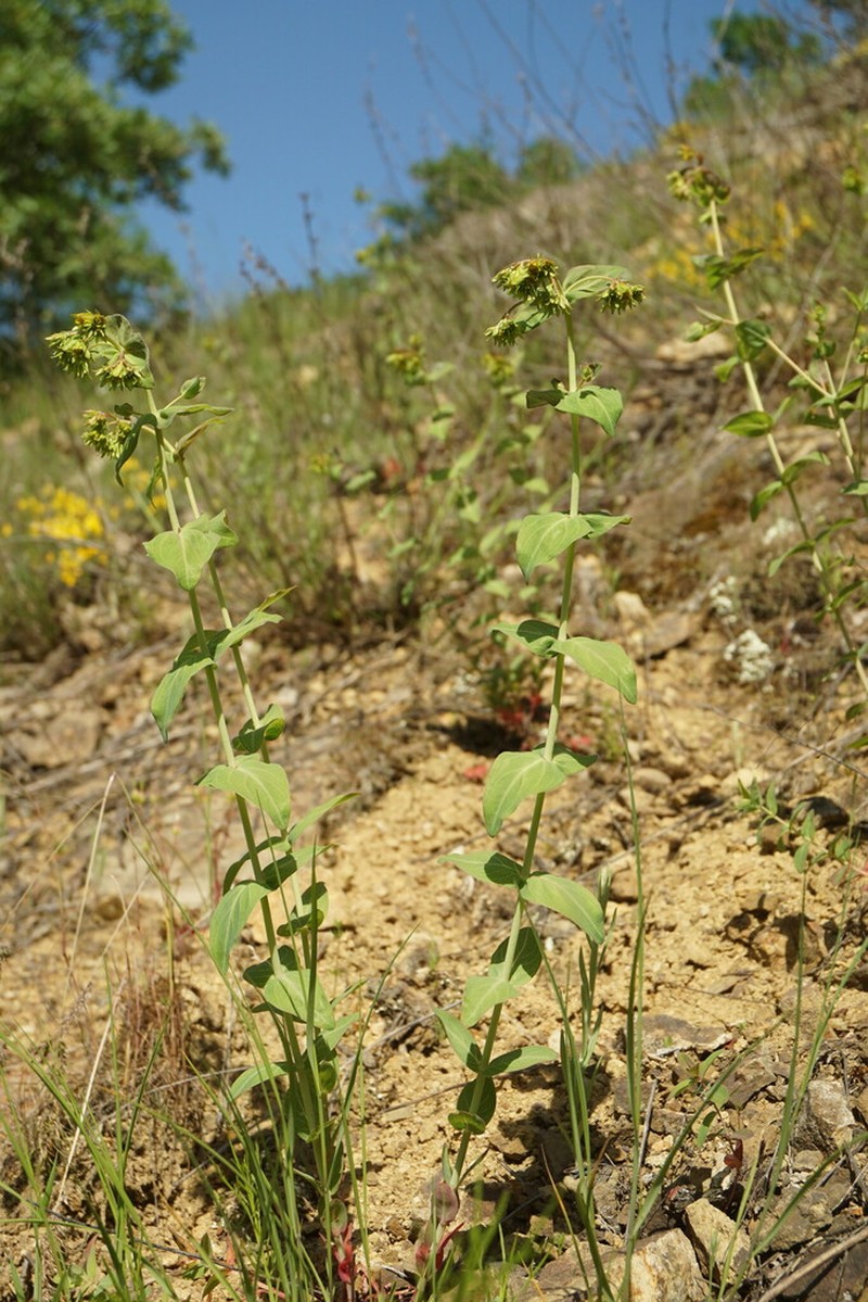 Hypericum bithynicum photo 2