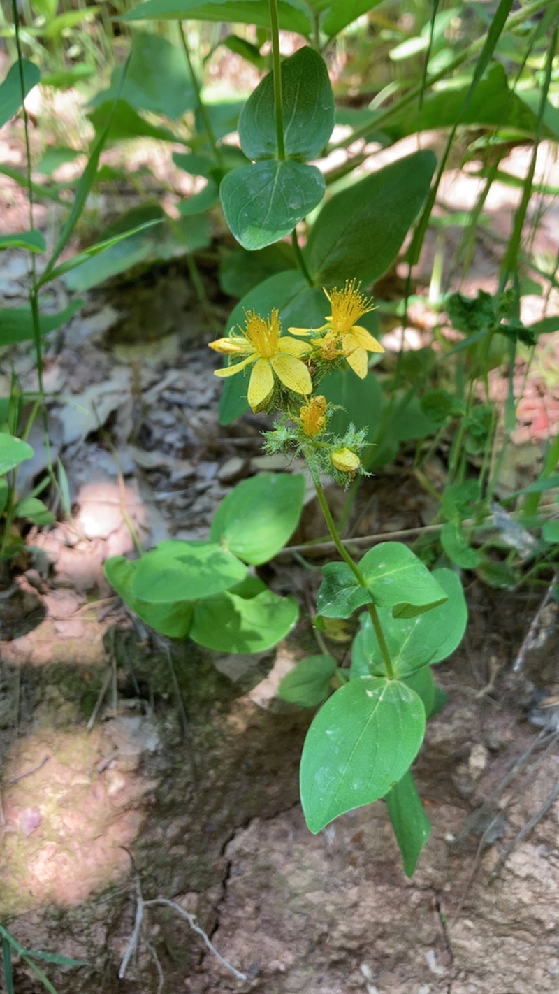 Hypericum bithynicum photo 3