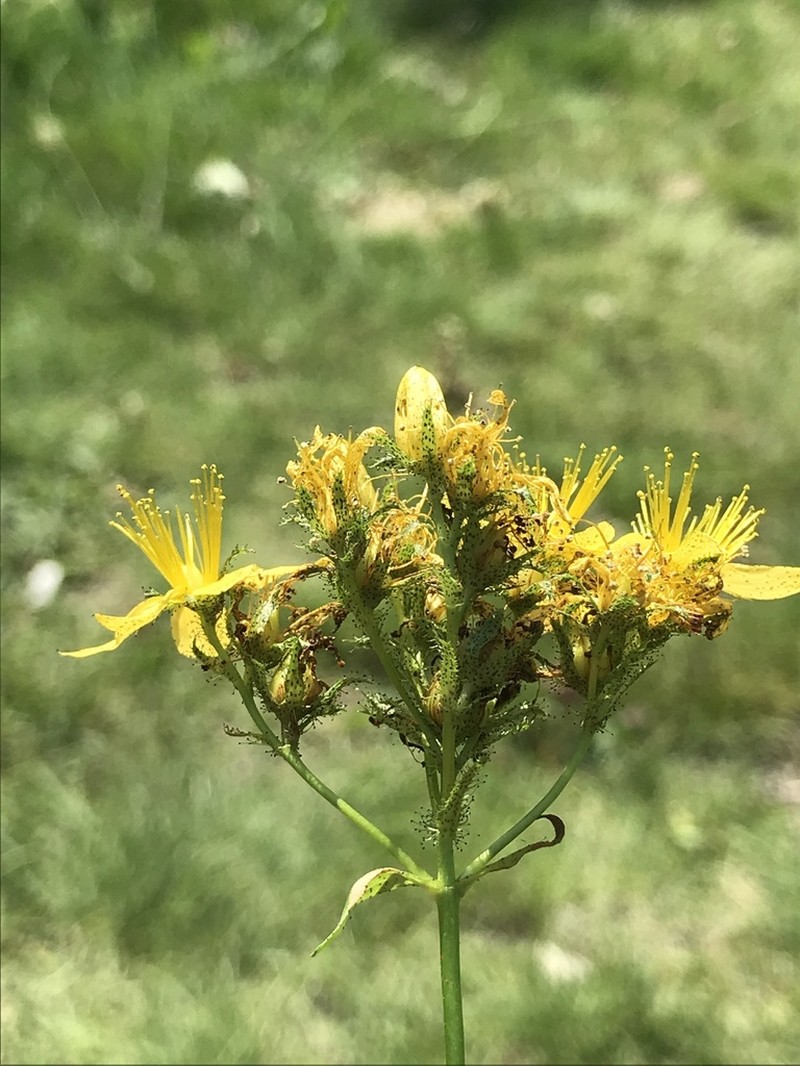 Hypericum bithynicum photo 4