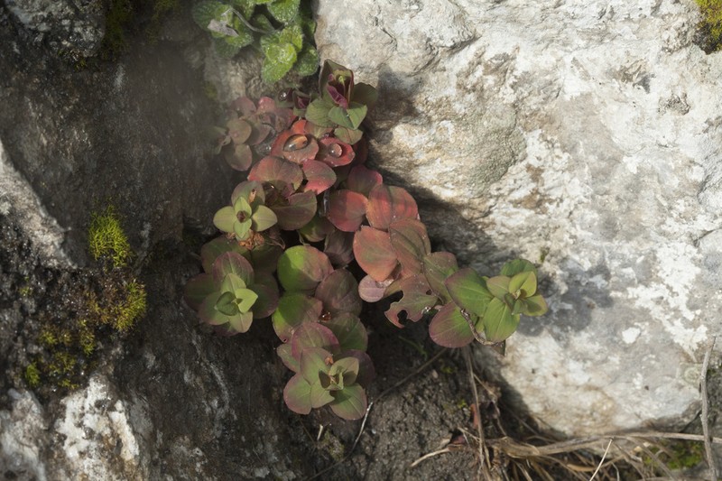 Hypericum bithynicum photo 5