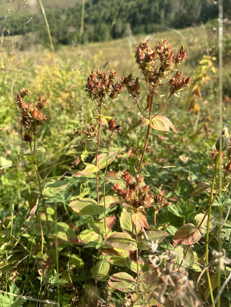 Hypericum bithynicum photo 6